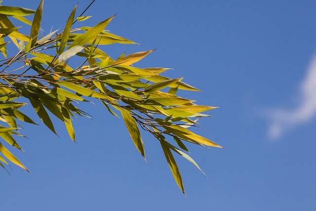 竹子 竹 草 - 上的免费照片
