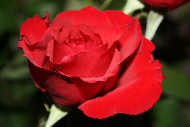 玫瑰 花 花瓣 - 上的免费照片