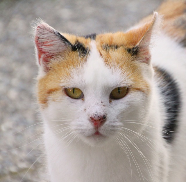 猫 猫脸 Katzenkopf - 上的免费照片