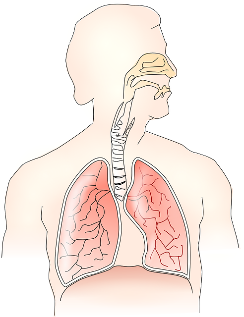 解剖学 肺 呼吸 - 免费矢量图形