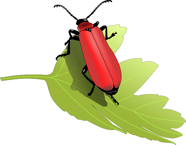甲虫 甲虫，昆虫 昆虫 - 免费矢量图形