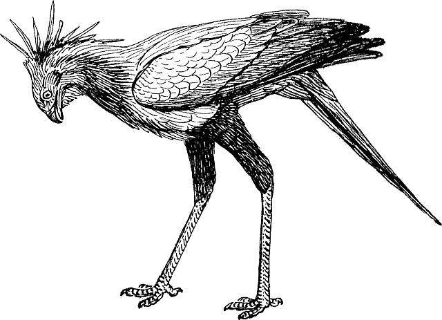 鸟 鸵鸟 巨鸟 - 免费矢量图形