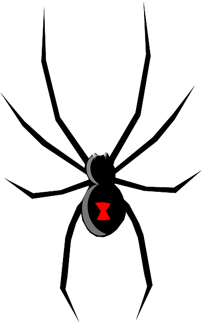 黑寡妇 蜘蛛 昆虫 - 免费矢量图形
