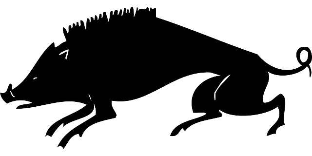 公猪 野猪 猪 - 免费矢量图形