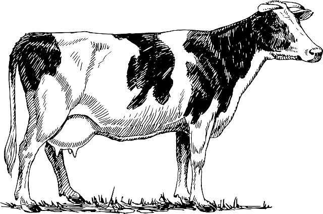 牛 奶牛 动物 - 免费矢量图形