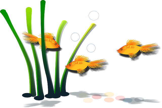 金鱼 鱼 蓝晶 - 免费矢量图形