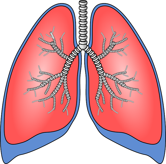 肺 器官 解剖学 - 免费矢量图形