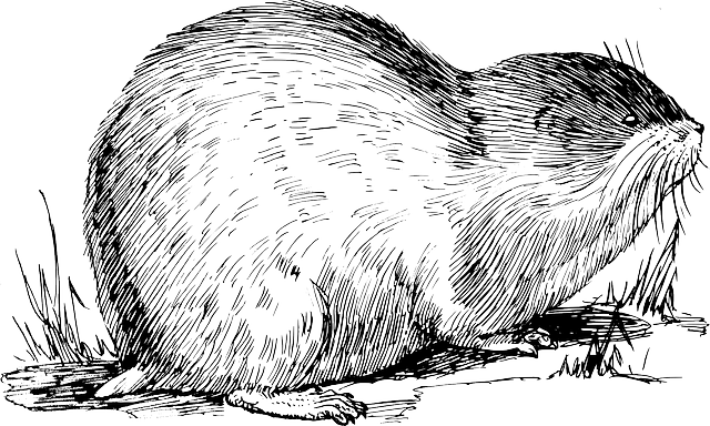 麝鼠 麝香 啮齿动物 - 免费矢量图形