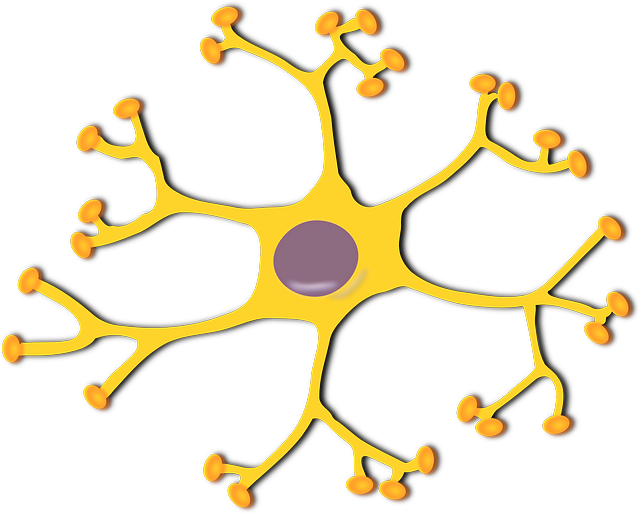 神经细胞 神经元 生物学 - 免费矢量图形