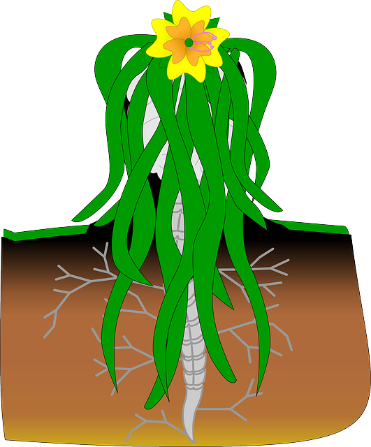 植物 脑 脊柱 - 免费矢量图形