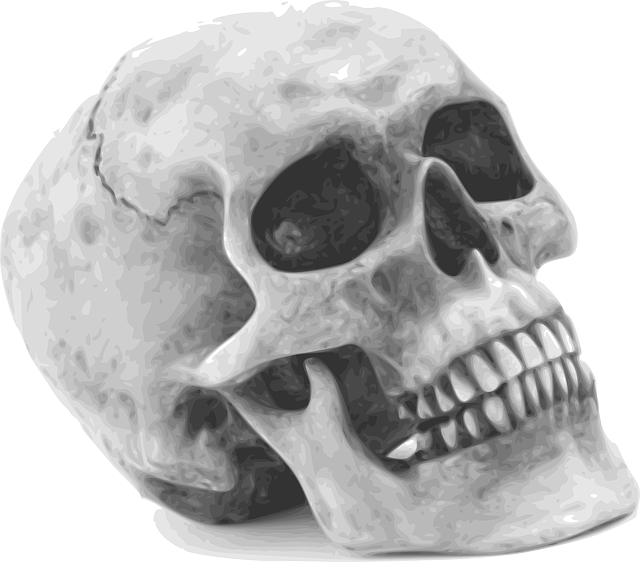 颅骨 骨骼 人类 - 免费矢量图形