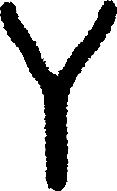 弹弓 叉 伊比利亚 - 免费矢量图形