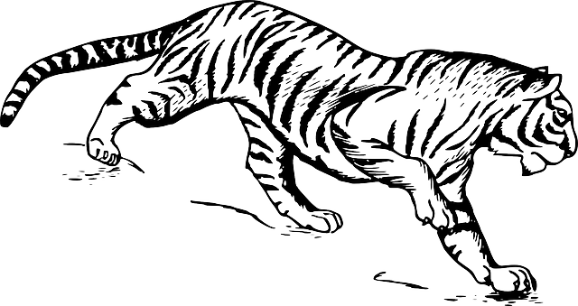 老虎 动物 生物学 - 免费矢量图形
