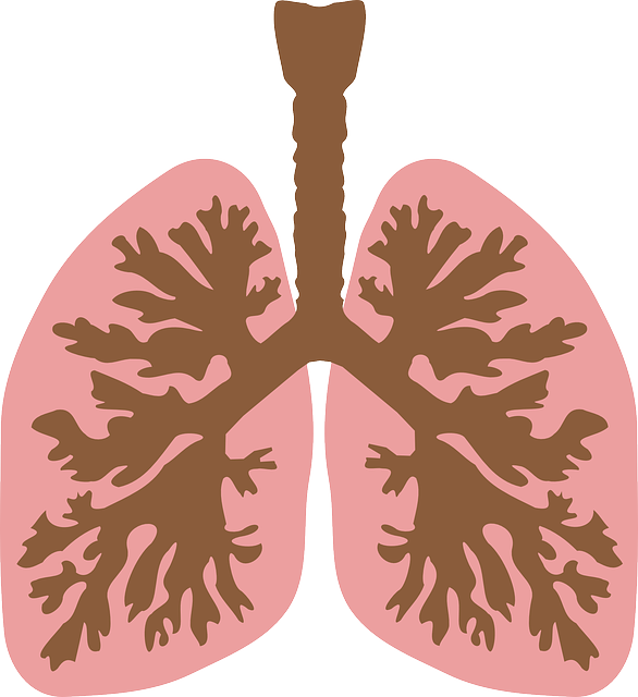 气管 气道 肺 - 免费矢量图形