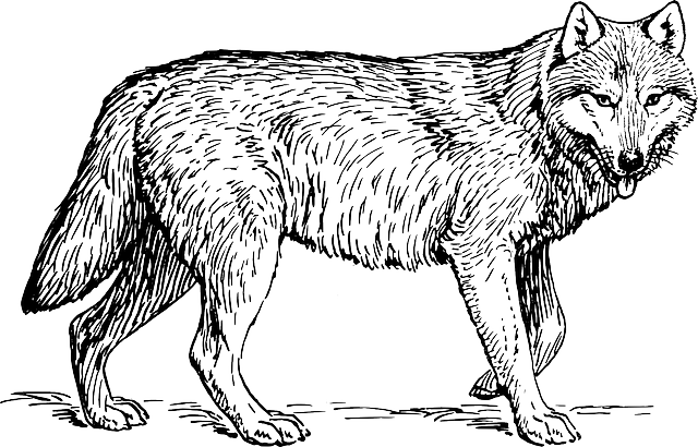 狼 动物 生物学 - 免费矢量图形