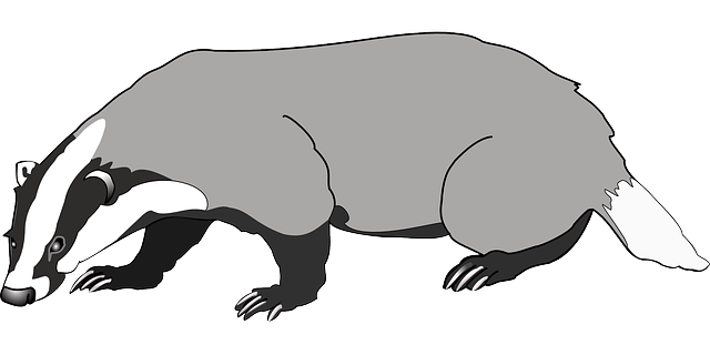 动物 獾 哺乳动物 - 免费矢量图形