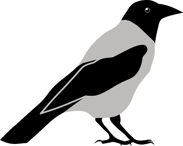 动物 鸟 乌鸦 - 免费矢量图形