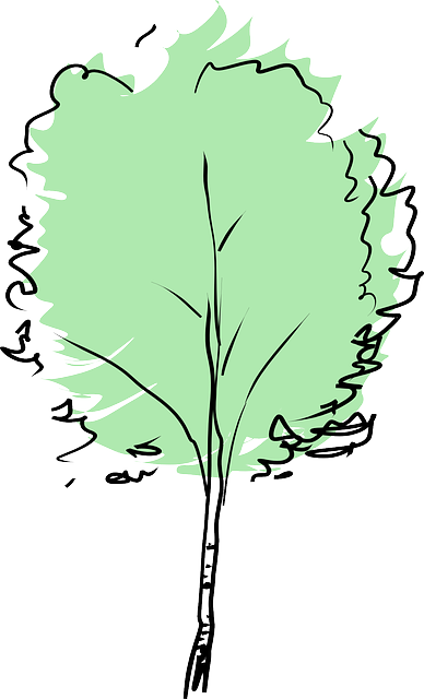 山毛榉 伯克 - 免费矢量图形