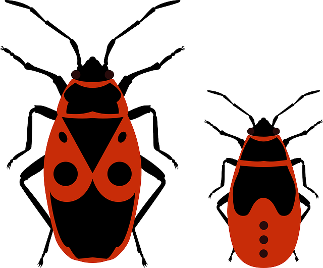 甲虫 甲虫，昆虫 Firebug - 免费矢量图形