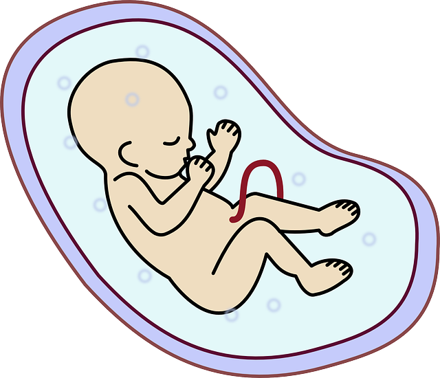 胚胎 人类 婴儿 - 免费矢量图形