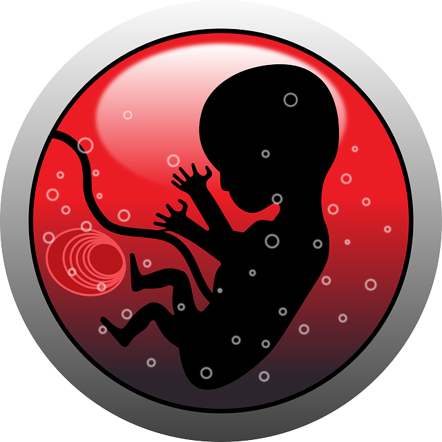 胚胎 人类 婴儿 - 免费矢量图形