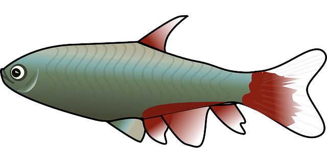 鱼 鳟鱼 虹鳟鱼 - 免费矢量图形