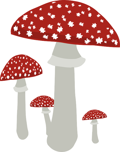 飞木耳 菌 蘑菇 - 免费矢量图形