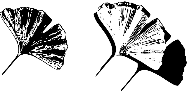 银杏 叶子 银杏叶 - 免费矢量图形