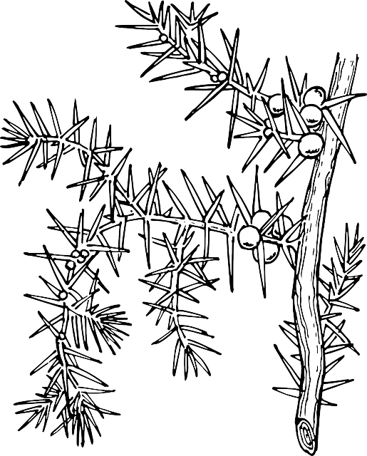 冬青 Aquifolium 常见的冬青 - 免费矢量图形