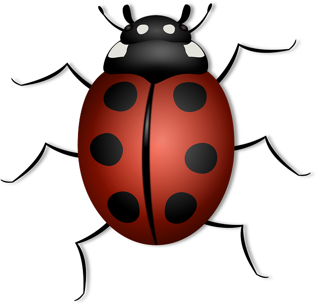 瓢虫 甲虫 昆虫 - 免费矢量图形