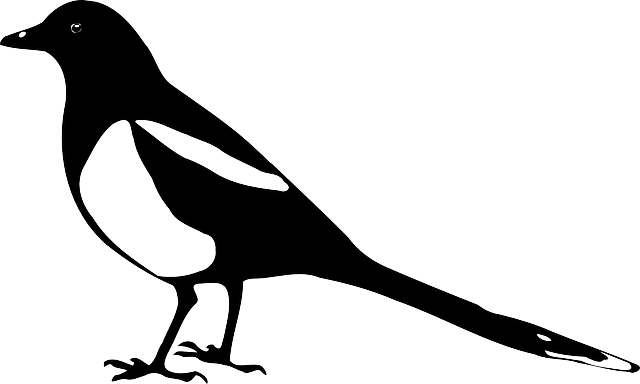 鹊 动物 鸟 - 免费矢量图形
