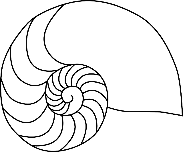 鹦鹉螺 动物 生物学 - 免费矢量图形