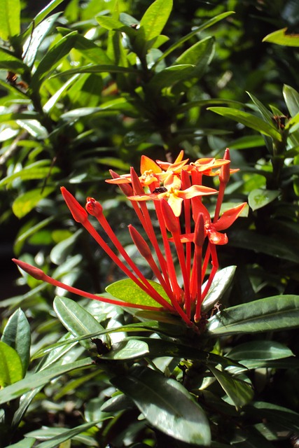 三潭花 三潭 Kanakambaram 花 - 上的免费照片