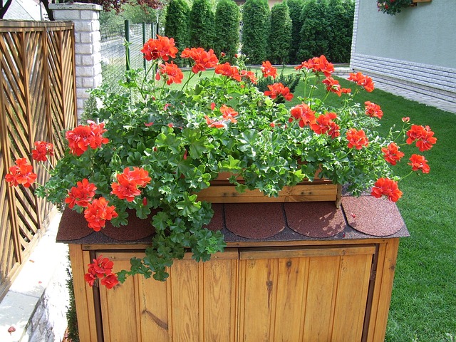 Futómuskátli 花 植物 - 上的免费照片