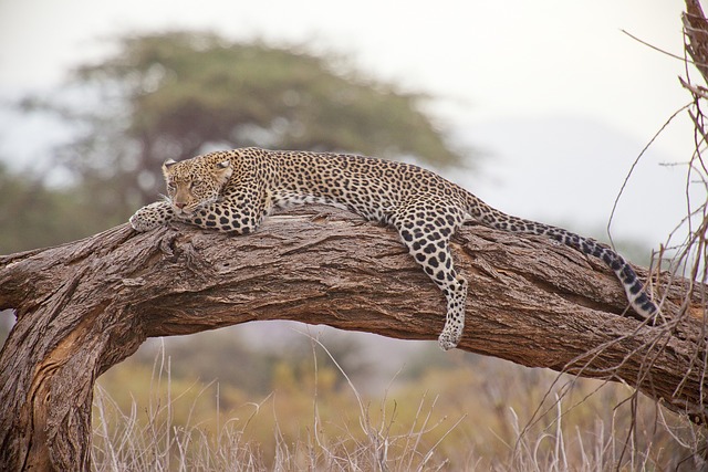 豹 苹果浏览器 非洲 - 上的免费照片
