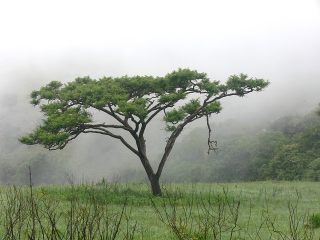 相思 树 原野 - 上的免费照片