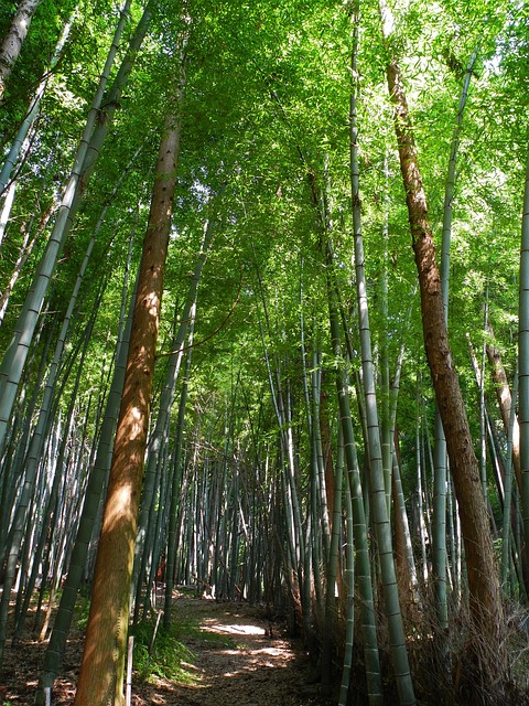 竹子 岐阜 日本 - 上的免费照片