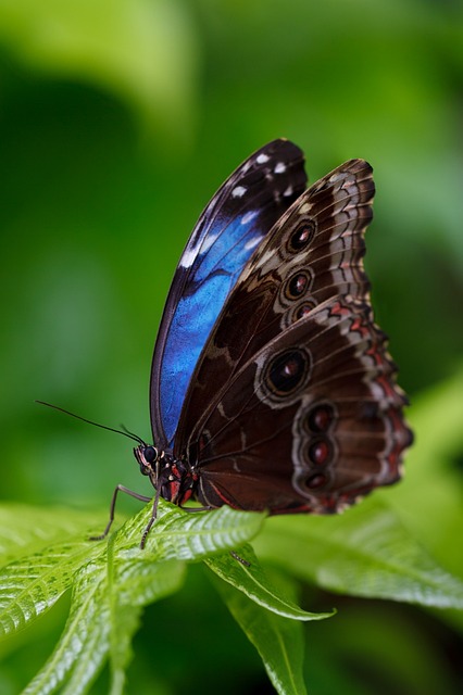蝴蝶 昆虫 动物 - 上的免费照片