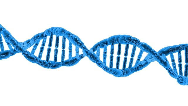 脱氧核糖核酸 生物学 科学 Dna - 上的免费图片