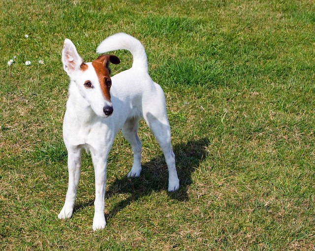 猎狐犬 光滑猎狐犬 梗犬 - 上的免费照片