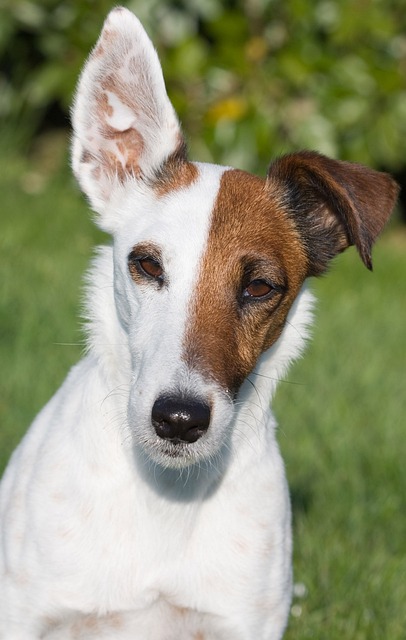 猎狐犬 光滑猎狐犬 微型光滑猎狐犬 - 上的免费照片