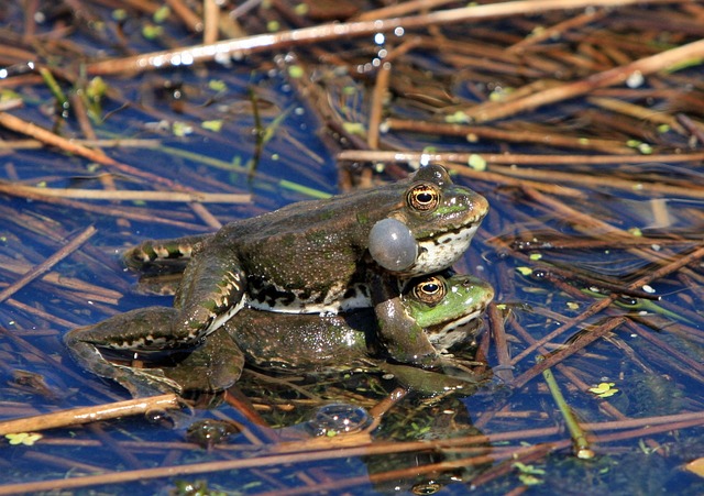 青蛙 交配 两栖类 - 上的免费照片