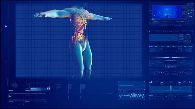 人体消化系统 人体内部器官 人类的身体 - 上的免费图片