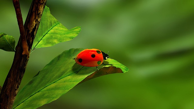 瓢虫 甲虫 昆虫 - 上的免费照片