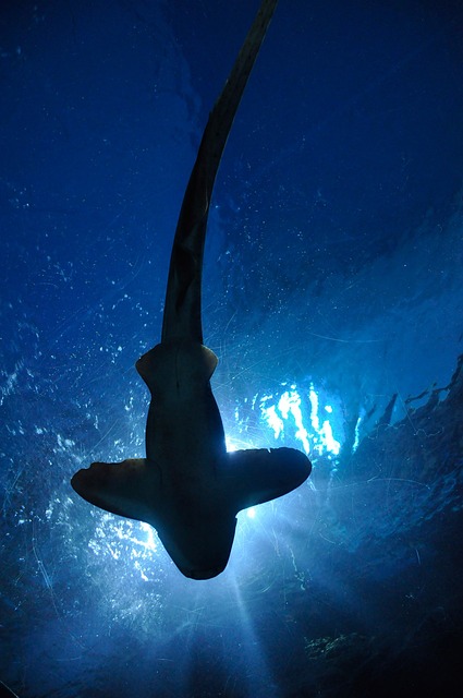 鲨鱼 鱼 海 - 上的免费照片