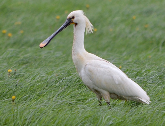 琵鹭 鸟 自然 - 上的免费照片