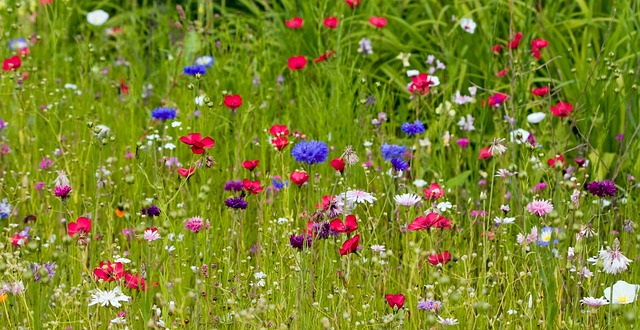 花朵 花 荒野 - 上的免费照片