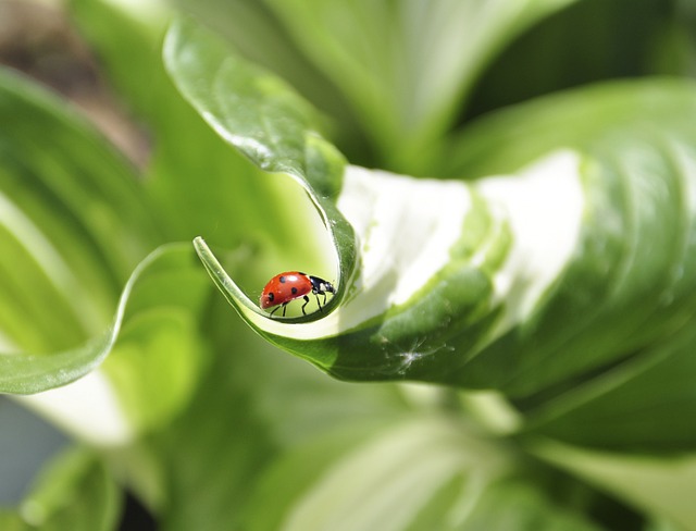 花园 Bug 油畜生 - 上的免费照片