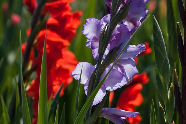 唐菖蒲 剑花 Iridaceae - 上的免费照片