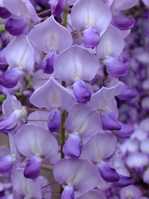 紫色 刺槐 花 - 上的免费照片
